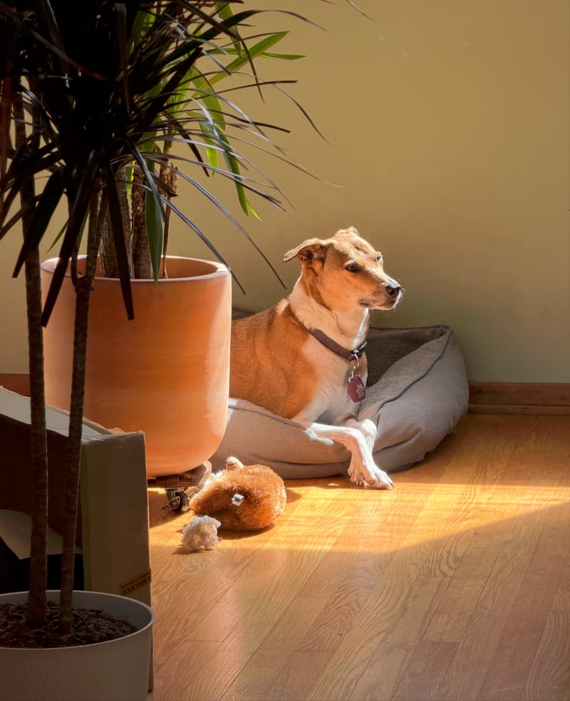 Bamboo, a tan and white dog with a lavender collar, lying in his bed in a patch of sun beside a potted plant, a stuffed toy on the floor in front of him.