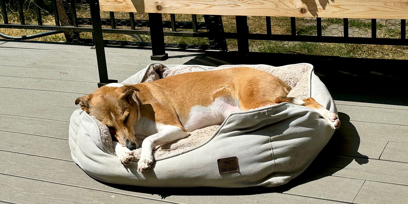 Bamboo, a tan and white dog, asleep in his bed on a sunny deck, a black railing and a strip of cedar behind him